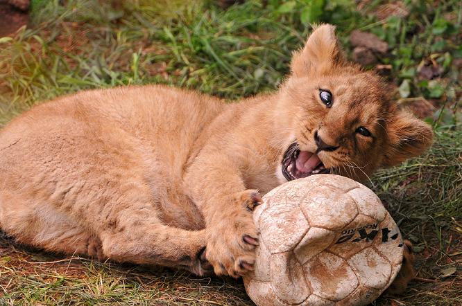 Lion_ball