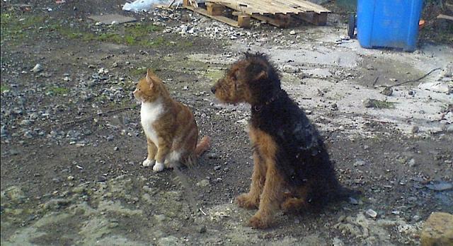 Cat&dog