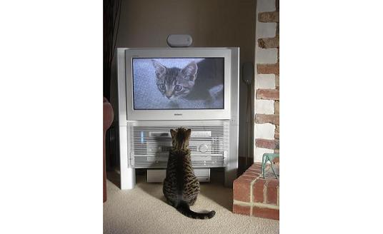 Cat_tv