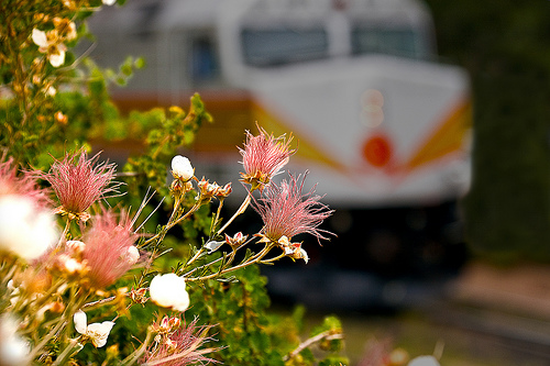 Flower_train